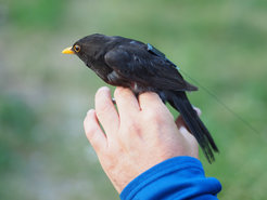 Blackbird with Icarus tag attached.
