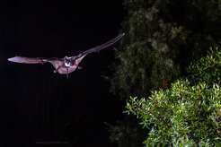 The European bulldog bat not only hunts for insects near the ground, but sometimes also climbs to high altitudes.