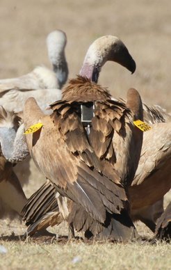 Kapgeier mit GPS-Tag und korrekt am Patagium (Flügel) angebrachtem Tag.