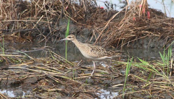 Protecting the flight paths of wading birds