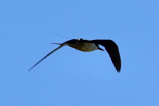 The life of sooty terns