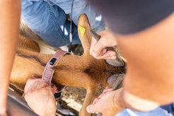 Researchers attach an Icarus sensor at the neck of a goat in Sicily.