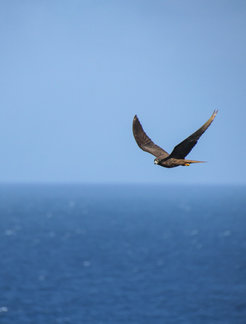 A dark morph Eleonora's falcon flying off Alegranza islet in the Atlantic Ocean. Despite being powerful flyers, Nourani et al. show that falcons are highly selective of supportive winds during trans-oceanic migration.