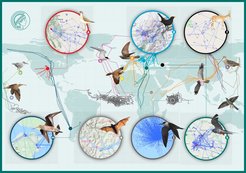 World map showing different animal species and their migration routes