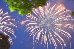 Feuerwerk beeinflusst Wildvögel langfristig
