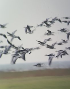 Gänsen