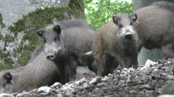 Wildschweine bei Bad Waldsee.