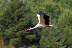 white stork flying against trees