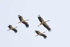 vier Störche fliegen in den Himmel
