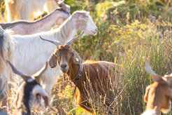 Goat standing on grassy hill with herd