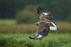 Ein junger Steinadler mit einem Ortungsgerät auf dem Rücken. Anhand der gesammelten Daten können die Forschenden die Entwicklung des Flugverhaltens mit zunehmendem Alter der Vögel nachvollziehen.