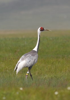 An adult white-naped crane in Mongolia affixed with unique color bands to identify the individual.