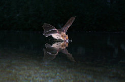 Kuhl's pipistrelle