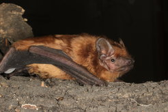 Bat in tree