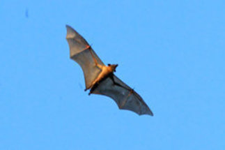 The migration of fruit bats 
