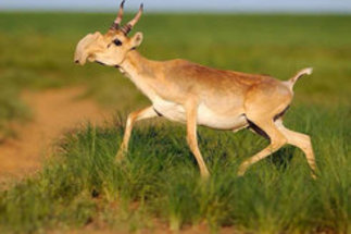 Protected areas for antelopes 