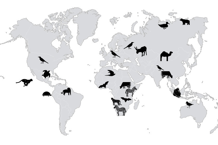 Tierwanderungen global