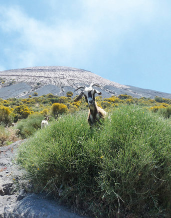 A Four-Legged Early-Warning System | Icarus – Max-Planck-Gesellschaft A Four-Legged Early-Warning System | Icarus – Max-Planck-Gesellschaft