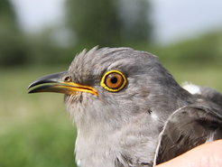 The cuckoo is a long distance traveller who, above all, flies at night. In Germany, most birds arrive in their breeding grounds in April. In August, they start their journey to Africa.