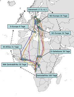 The cuckoos from Scandinavia stop their journey for about three weeks on both legs of the journey. These breaks help them not to deviate too far off their course.