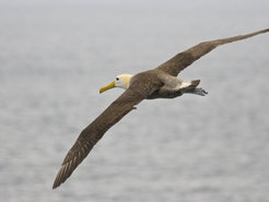 In their search for food, Galapagos albatrosses cross very large distances.