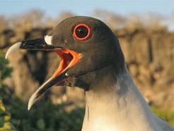 The swallow-tailed gull is endemic to the Galapagos Islands. During the daytime, these seabirds stay in their nests. At night, they fly off to hunt on the open sea.