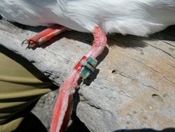 Microsensors are attached to the gulls' legs, transmitting data on the birds' swimming phases.