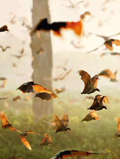 Each year in October, millions of fruit bats land in Zambia’s Kasanka National Park before moving on in December. Their exact routes and behavior patterns can be tracked only with the aid of miniature flight recorders.