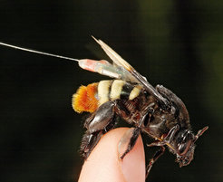 A mini-transmitter on the back of an orchid bee in the rainforest of Central America. The minimal 0.2-gram weight of the transmitter doesn’t impede the animal’s movements.