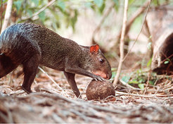 For agoutis in Central and South America, Brazil nuts are a delicacy. The rodents collect the nuts and repeatedly bury and dig them up again as a food source for the rainy season. Since they don’t find them all again, they make a major contribution toward propagating the plants.