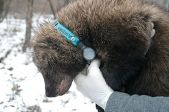 Fishers are increasingly living in urban areas in the USA. Using GPS transmitters and cameras, scientists are documenting the movement patterns of the once timid animals.