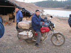 In many of the Earth’s regions, people and farm animals live side by side, such as here in China’s largest freshwater lake, Poyang Lake in Jiangxi province. This means pathogens can easily be transferred from animals to humans.