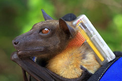 Fruit bats can transmit dangerous diseases to humans. They can transport the pathogens over hundreds of kilometres on their flights. Transmitters attached to the back of the animals enable researchers to trace their flight paths.