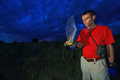 Transmitters enable researchers to follow the flights of fruit bats in West Africa over hundreds of kilometres.