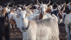 Animals can sense natural disasters: Goats on Mount Etna in Sicily, for example, become anxious before major eruptions. Their movement profiles may provide warning of imminent eruptions in future.