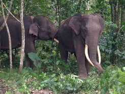 Elephants on the Indonesian island of Sumatra. Tens of thousands of people were killed by the Tsunami in 2004 in Aceh province, in the north of the island, alone.
