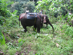 Scientists want to use transmitters to trace the movements of elephants in Aceh. They are strapped to their neck so that the animals are not impeded.