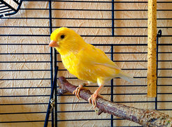 Canaries, such as this Harz Roller, respond very sensitively to toxic gases. Miners used to use them as an early-warning system for methane gas.