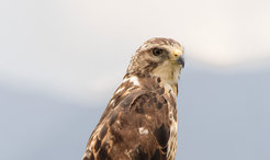 The use of pesticides in its wintering areas in South America has severely decimated brown hawks.