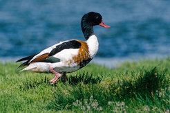 Shelducks can become infected with bird flu from poultry on their annual flights and spread the virus over large distances.