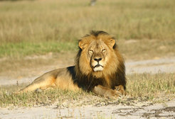 Cecil the lion in Hwange National Park in Zimbabwe.