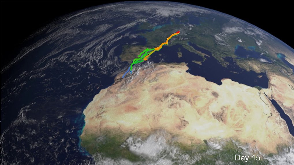 <span>Migration routes of storks during the first four weeks of migration. The GPS tracks are color-coded based on the overall flapping activity from blue (low) to red (high) measured during the high-resolution data acquisition period (the first ~1000 kilometers).</span>