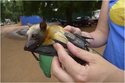 Straw-colourd fruit bat with the kind of tag scientist have used until recently.
