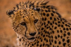 Cheetahs have huge territories of more than 5,000 square kilometers. Equipped with a miniature transmitter attached to its ear this cheetah provides scientists with data on the distribution, abundance, and density of this species.
