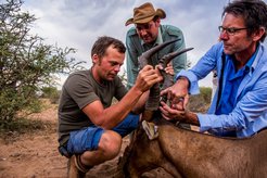 The scientific manager of Icarus, Martin Wikelski (right), Jörg Melzheimer (middle) and Ralf Röder (left) from the Leibniz Institute for Zoo and Wildlife Research attach a transmitter to the horn of a Common tsessebe.