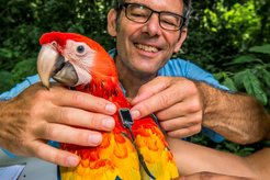 With the global tracking system Icarus, scientists can follow the movements of animals around the globe. Project leader Martin Wikelski is equipping a bright red macaw with an Icarus transmitter weighing only a few grams.