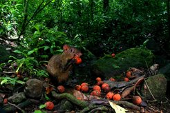 Agouti mit einer Palmfrucht im Tropenwald Panamas.