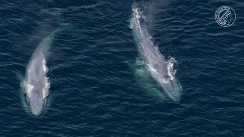<span>The animals of our planet are constantly in motion – some may fly, swim, or migrate thousands of kilometers; others move just a few hundred metres. They all have one thing in common, however: little is known about their journeys. Icarus should change this in the next years. By increasing our knowledge about animal migration, we can learn more about the state of our planet.</span>