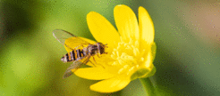 The marmalade hoverfly is one of 450 hoverfly species in Germany. Some of the animals spend the winter here as full-grown insects, others fly south in autumn.