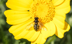 Die Gemeine Feldschwebfliege besucht gerne Blütenpflanzen auf Feldern, Wegrainen und an Hecken. Sie legt ihre Eier in der Nähe von Blattlaus-Kolonien ab, von denen sich dann die Larven ernähren. Auch diese Schwebfliege gehört zu den wandernden Arten.